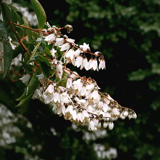 Loto Pachulí y Resina de Styrax Ingredient Image