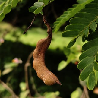 Lotto TAMARINDO  Ingredient Image