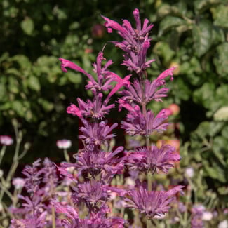 Lotto TORONJIL MORADO Ingredient Image