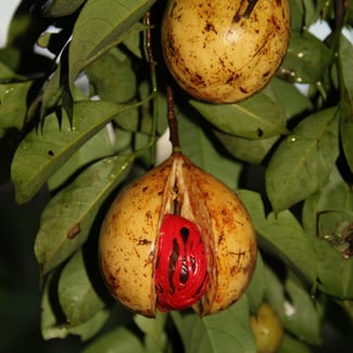 Lotto UCUUBA Ingredient Image