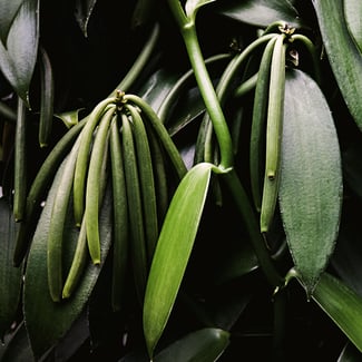 Loto Acordes de Vainilla y Ámbar Ingredient Image