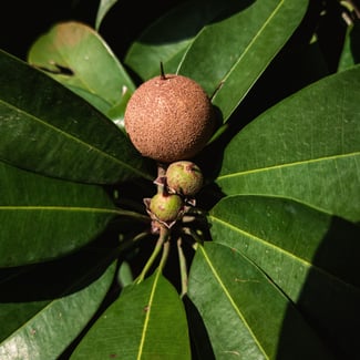 Lotto MAMEY  Ingredient Image
