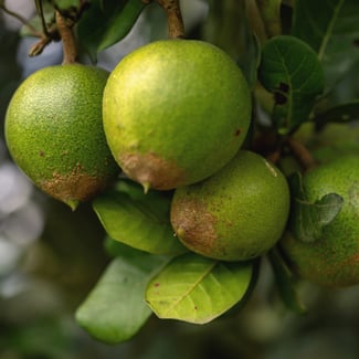 Lotto LÚCUMA PERUANA Ingredient Image