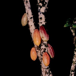 Lotto MANTEQUILLA DE CACAO Ingredient Image
