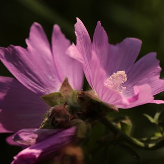 Loto Almizcle Ingredient Image