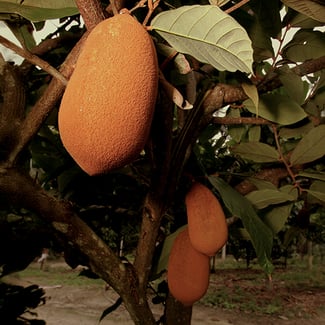 Lotto CUPUAçU Ingredient Image