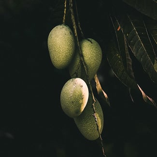 Lotto MANGO Ingredient Image