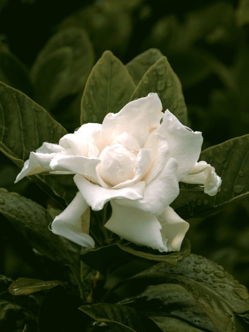 LDS BRUMA ATMOS GARDENIA SECRETA 175ML