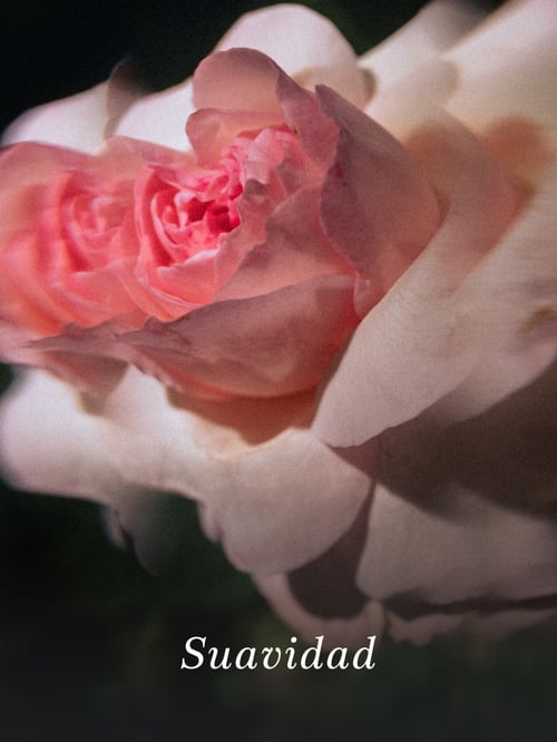 LDS 41 MASC​ ILUMINADORA ROSAS 45ML