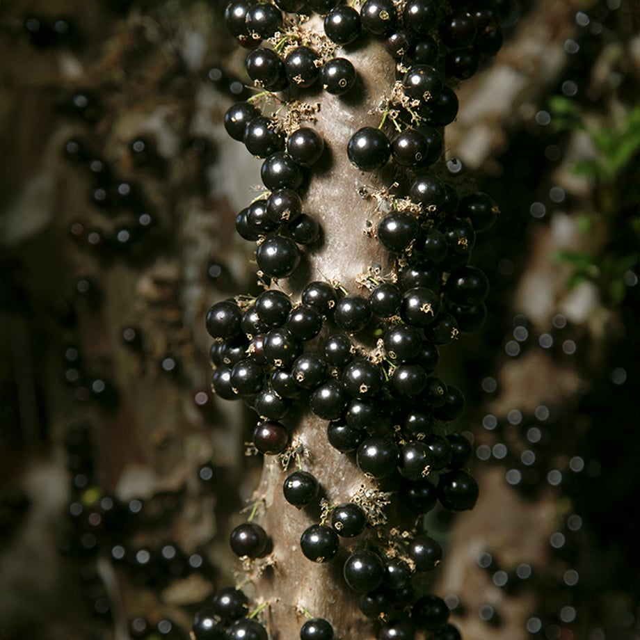 Jabuticaba