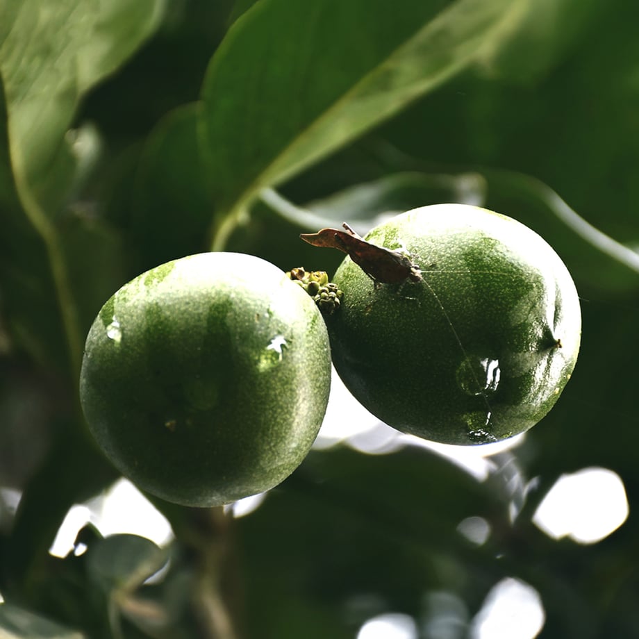 Mejor Secreto del Trópico