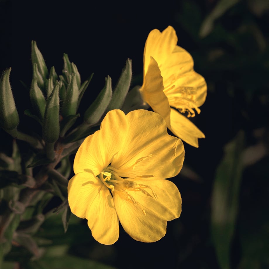 image of yellow flowers