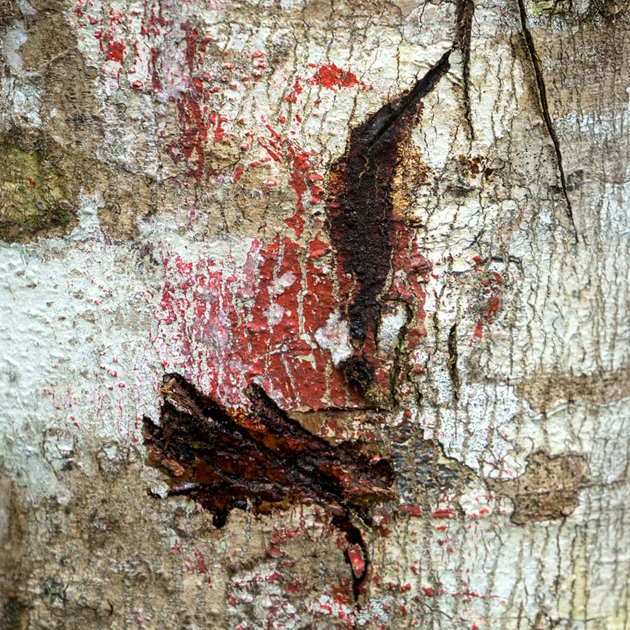 image of tree bark
